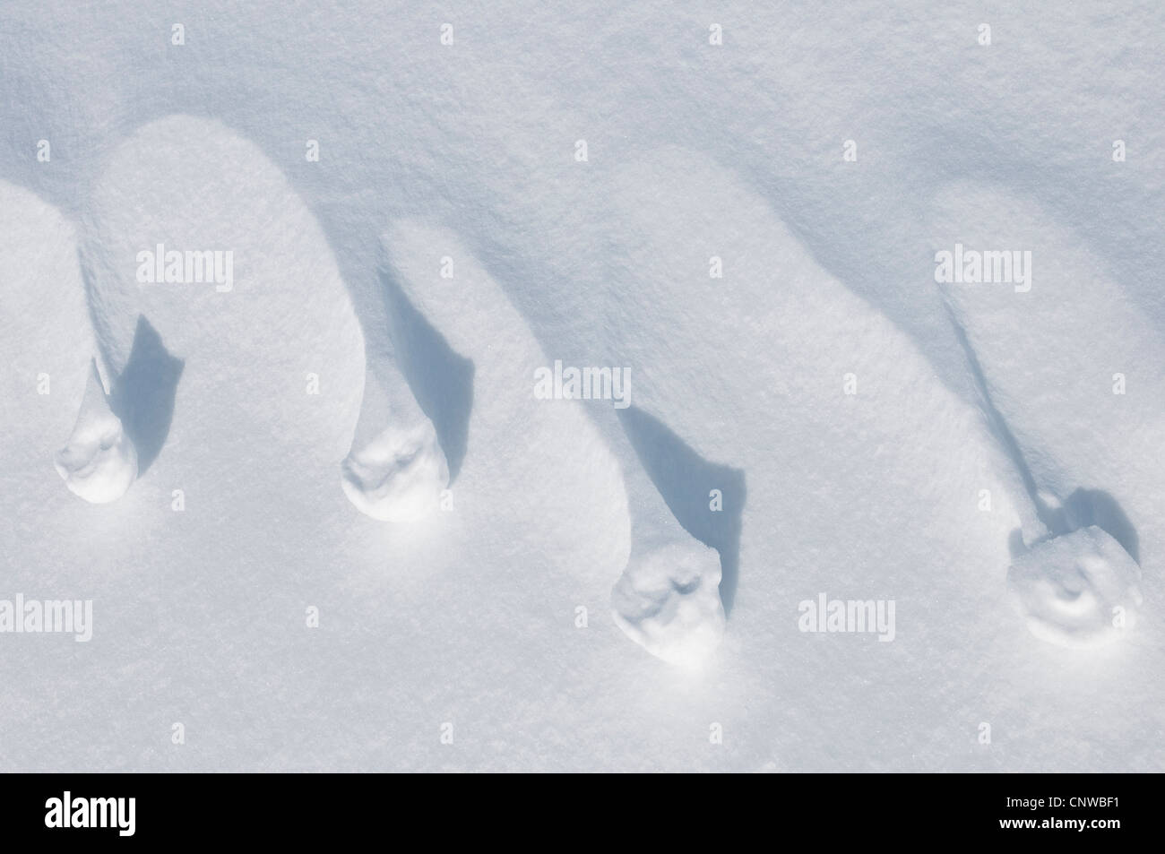 Par le vent des structures dans la neige, la Suède, la Laponie, Norrbotten Banque D'Images