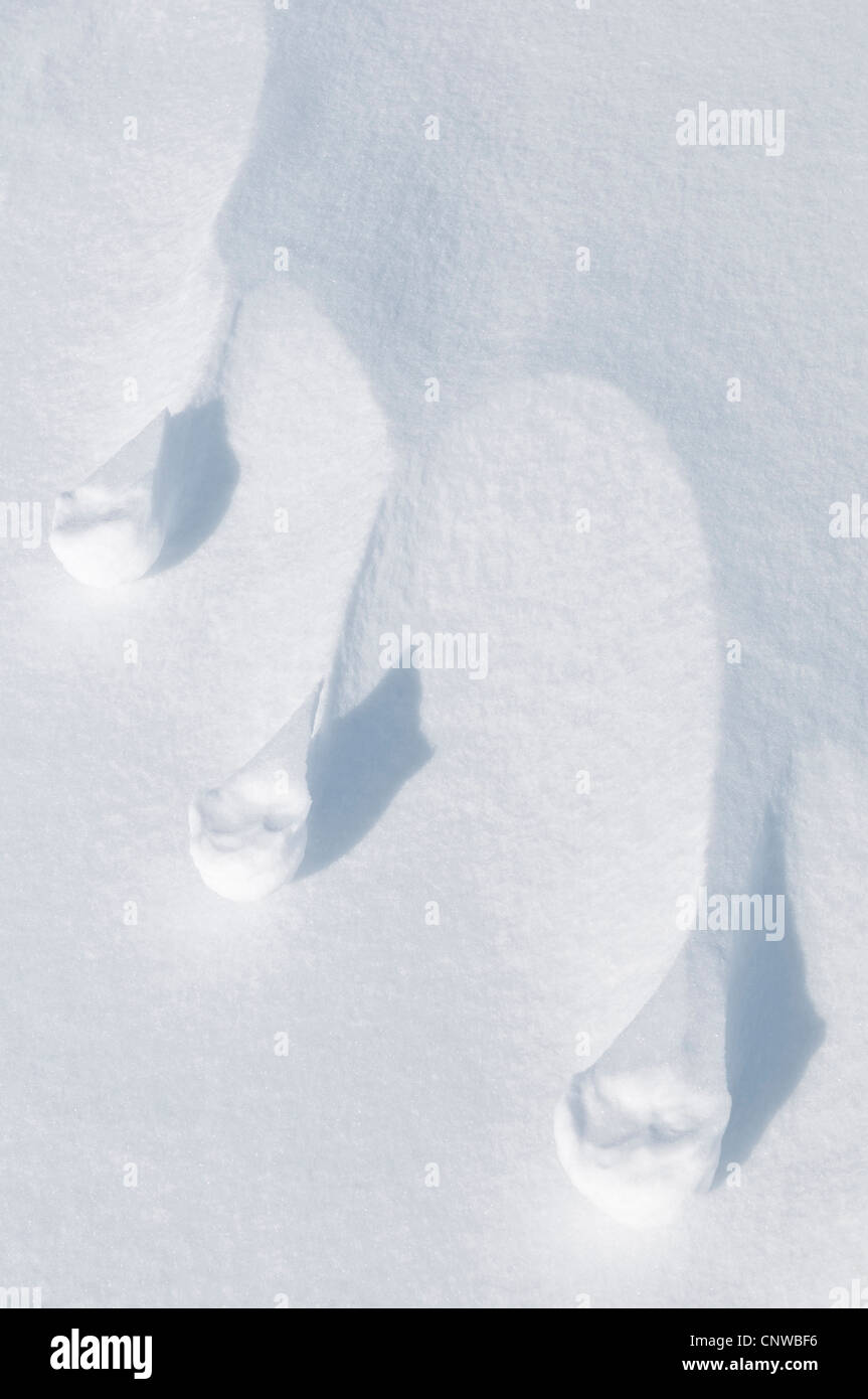 Par le vent des structures dans la neige, la Suède, la Laponie, Norrbotten Banque D'Images