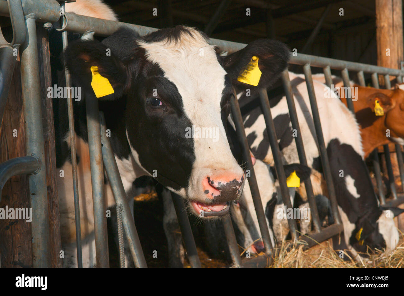 Les bovins domestiques (Bos primigenius f. taurus), les vaches dans une écurie, l'hay, Allemagne Banque D'Images