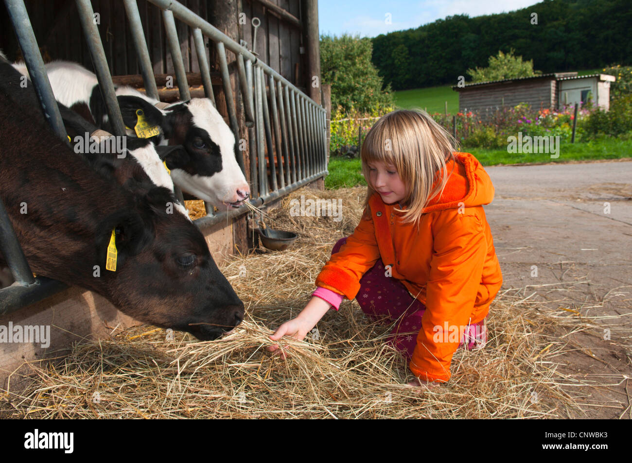 Les bovins domestiques (Bos primigenius f. taurus), petite fille se nourrir les vaches avec du foin sur une ferme, l'Allemagne, la Sarre Banque D'Images