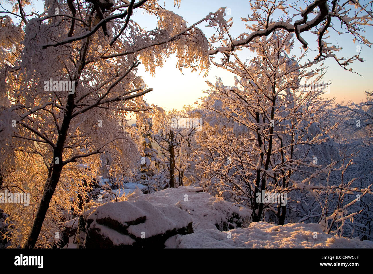 Forêt d'hiver, l'Allemagne, Bade-Wurtemberg, la Forêt Noire, Baden-Baden Banque D'Images