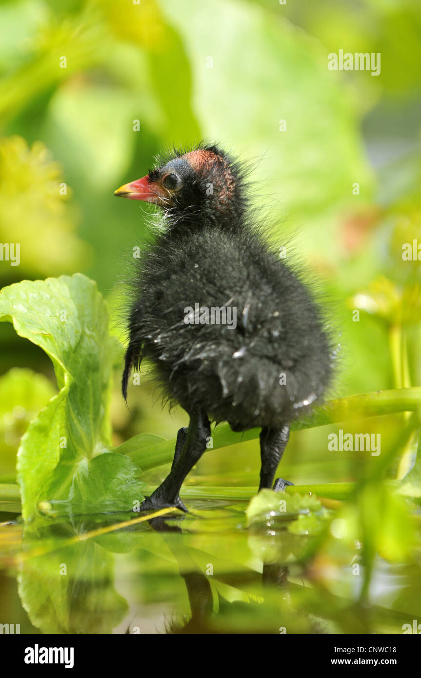 Gallinule poule-d'eau (Gallinula chloropus), sur un waterpflant squeeker, Allemagne Banque D'Images