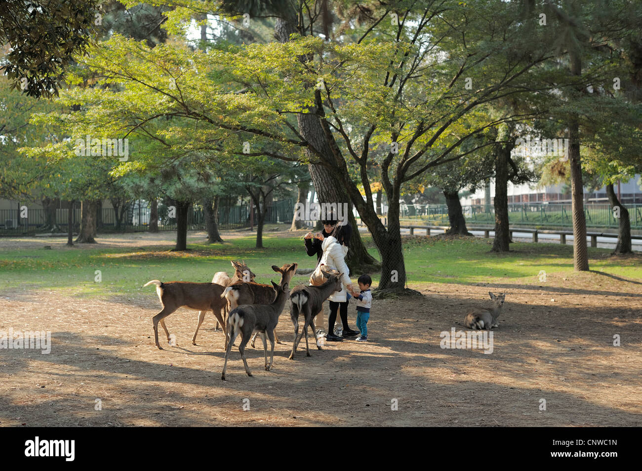 Les jeunes Japonais et la famille dans un parc de cerfs à Nara, Japon Banque D'Images