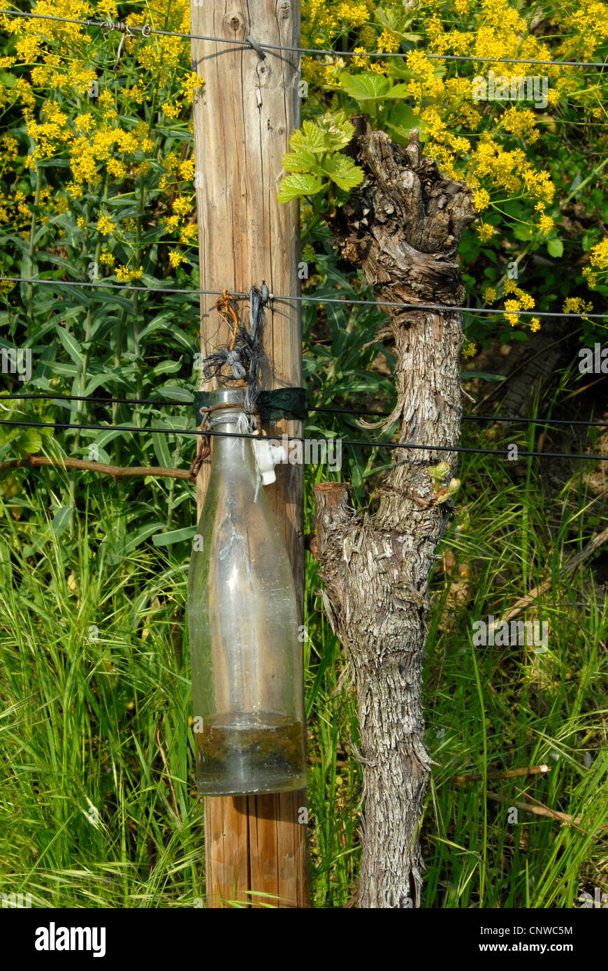 La protection des végétaux écologiques, bouteille avec les insectes capturés, Allemagne, Rhénanie-Palatinat, Palatinat, Route des Vins allemande Banque D'Images