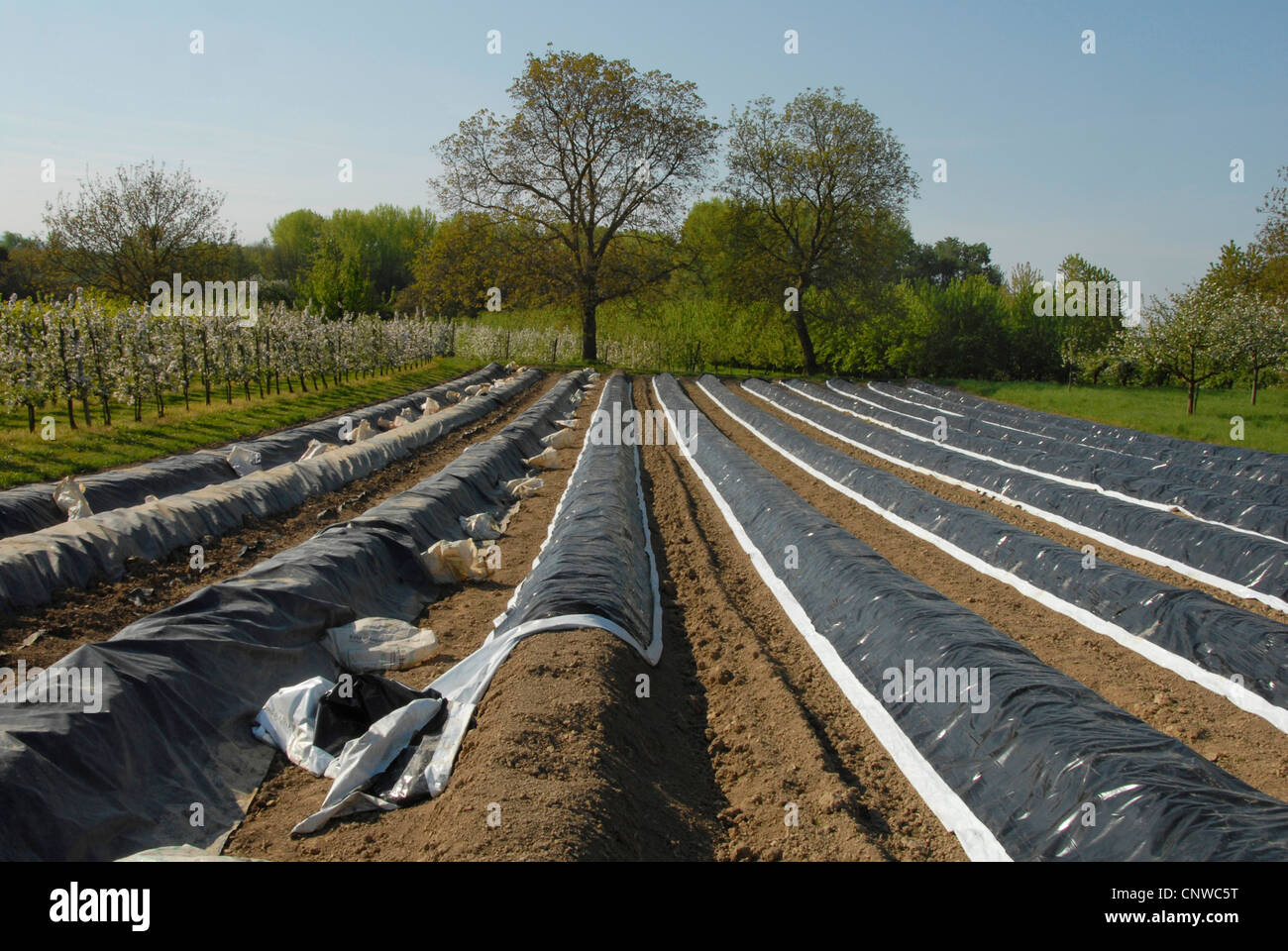 Champ d'asperges à côté d'un vignoble, l'Allemagne, Bade-Wurtemberg, Titisee-neustadt Banque D'Images