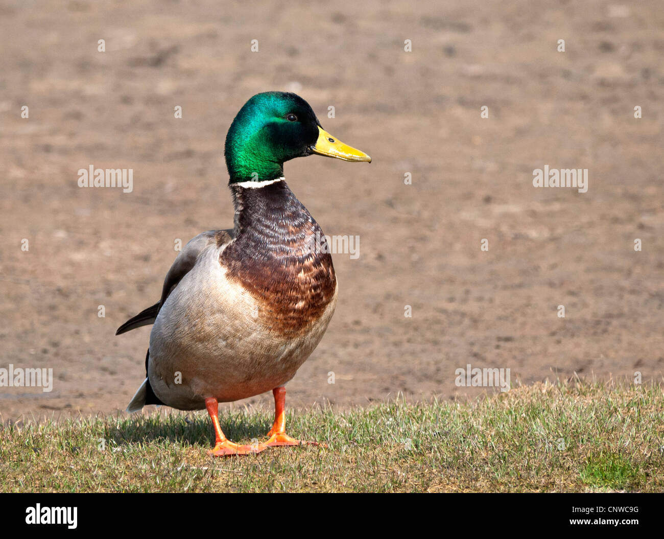 Canard colvert, homme, (Anas platyrhynchos), comité permanent on grassy bank, Dorset, England, UK. Banque D'Images