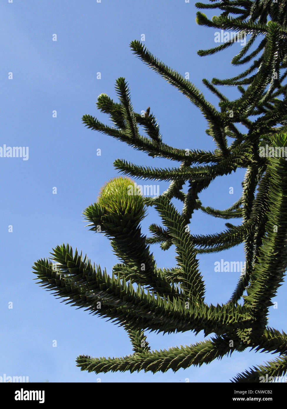 Pin du Chili (Araucaria araucana), branche avec cône femelle Banque D'Images