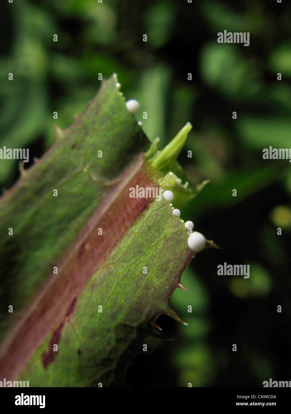 Grande salade, laitue sauvage (Lactuca virosa), chyle à la base d'une feuille coupée, l'Allemagne, Rhénanie du Nord-Westphalie Banque D'Images