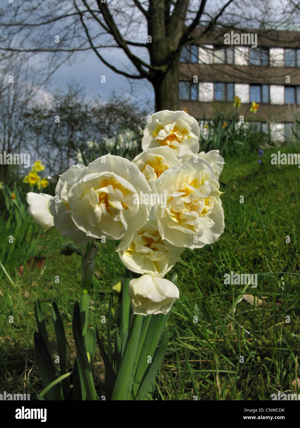 Jonquille (Narcissus 'Bridal Crown', Narcissus Bridal Crown), double couronne nuptiale cultivar, la jonquille Banque D'Images