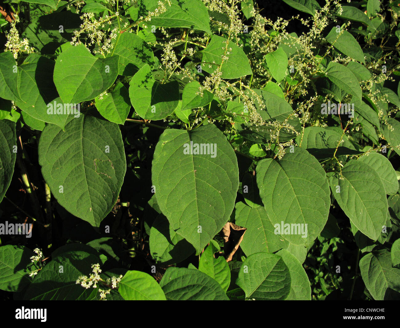 La renouée japonaise (Fallopia japonica, Reynoutria japonica), la floraison, l'Allemagne, Rhénanie du Nord-Westphalie Banque D'Images