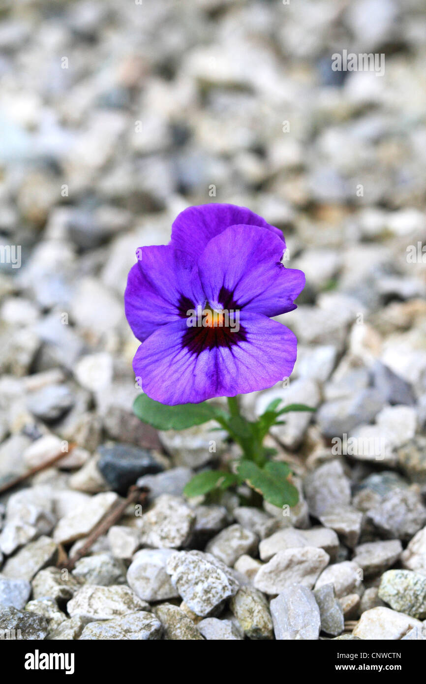 Pansy, Pansy violette (Viola x wittrockiana, Viola wittrockiana, Viola hybrida), qui fleurit entre gravel Banque D'Images