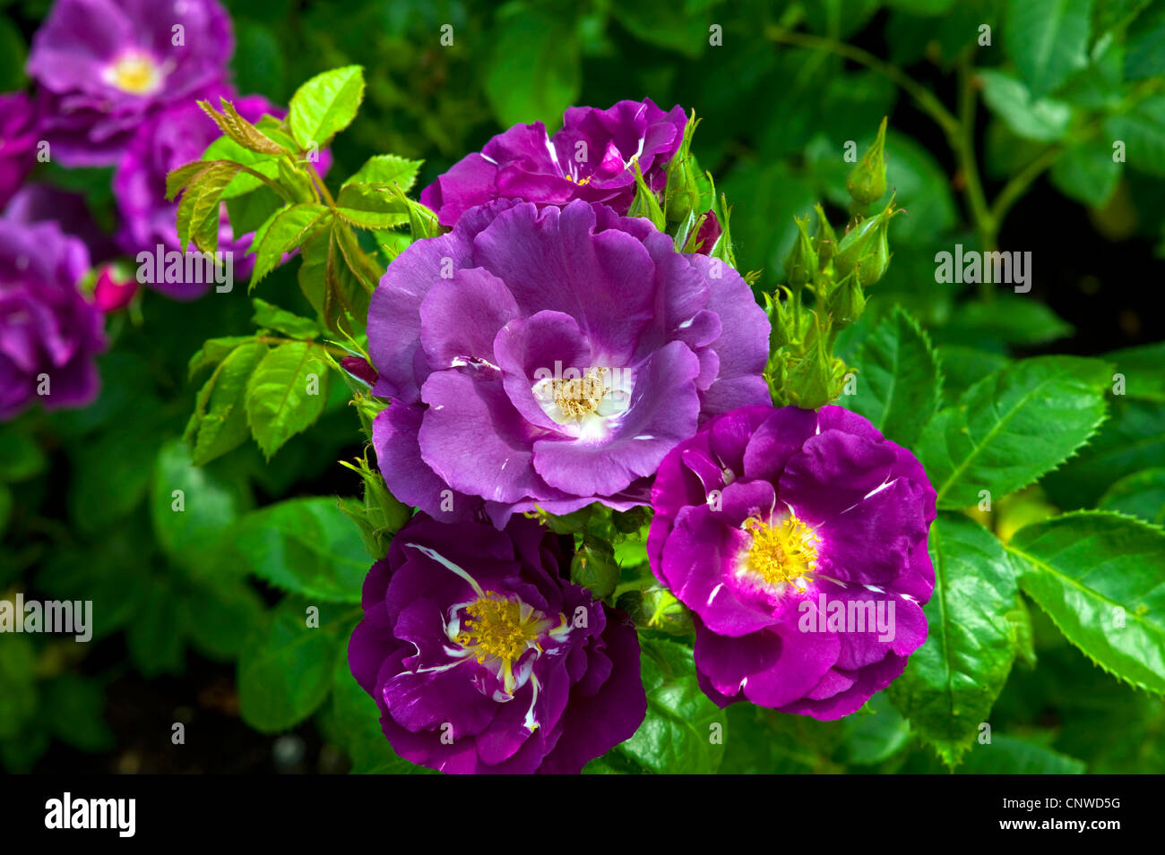 Plantes ornementales rosier (Rosa Rhapsody in Blue), Rhapsody in Blue Banque D'Images