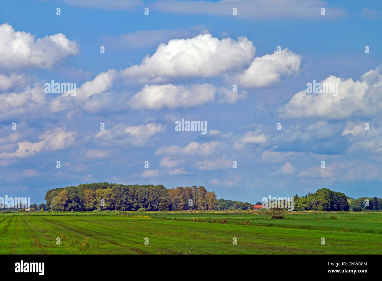 Riverside pâturages, ALLEMAGNE, Basse-Saxe, Ritterhude Banque D'Images