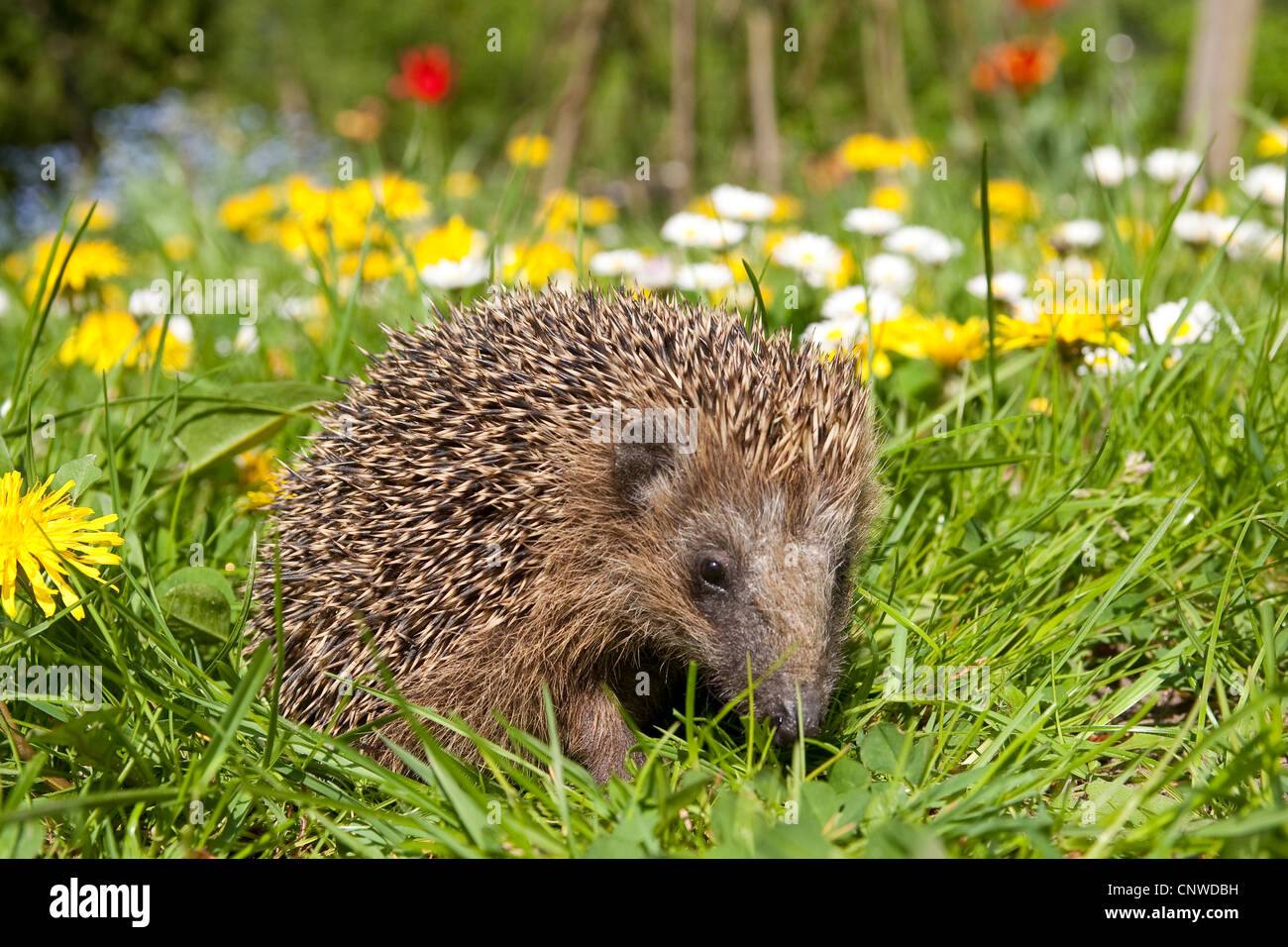 Hérisson hérisson d'Europe de l'Ouest, (Erinaceus europaeus), dans un jardin au printemps avec le pissenlit et daisy commun Banque D'Images