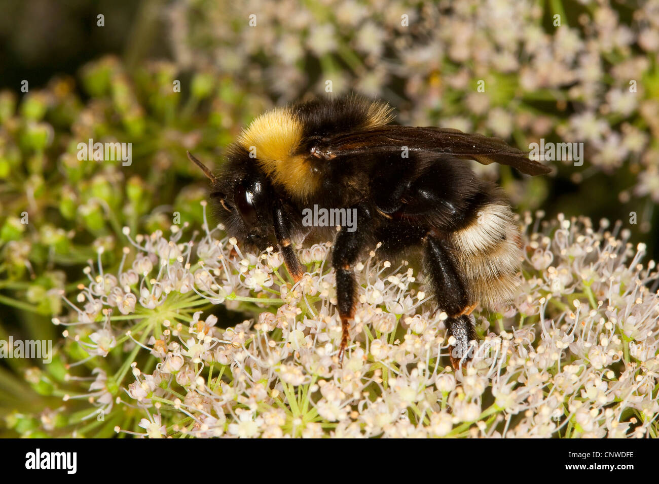 Bourdon (Coucou Psithyrus sylvestris, Fernaldaepsithyrus sylvestris, Bombus sylvestris), parasite de la couvée de bourdon, à la recherche de nectar à un umbellifer, Allemagne Banque D'Images