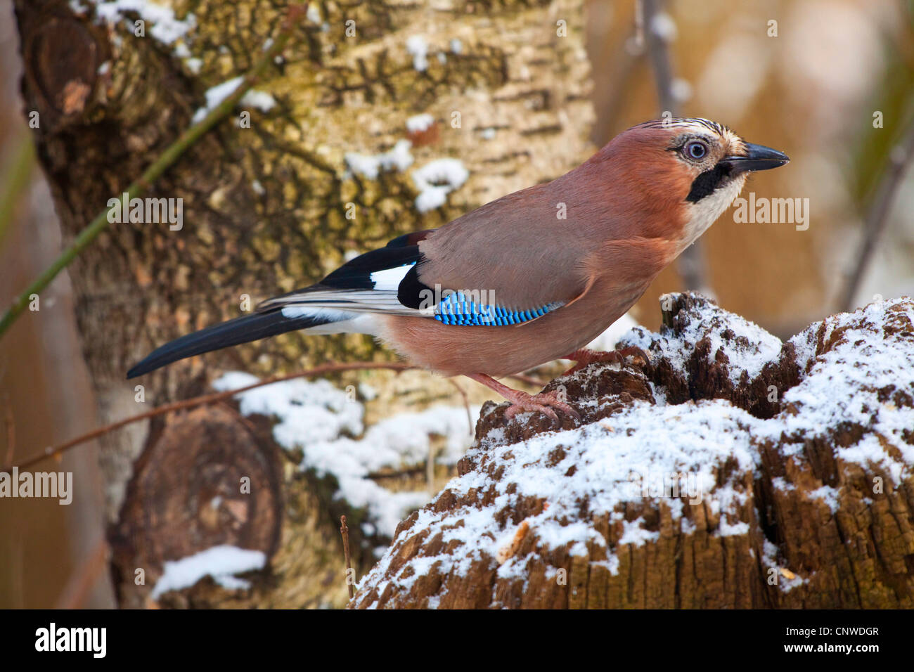Jay (Garrulus glandarius), assis sur un arbre couvert de neige snag, Germany Banque D'Images