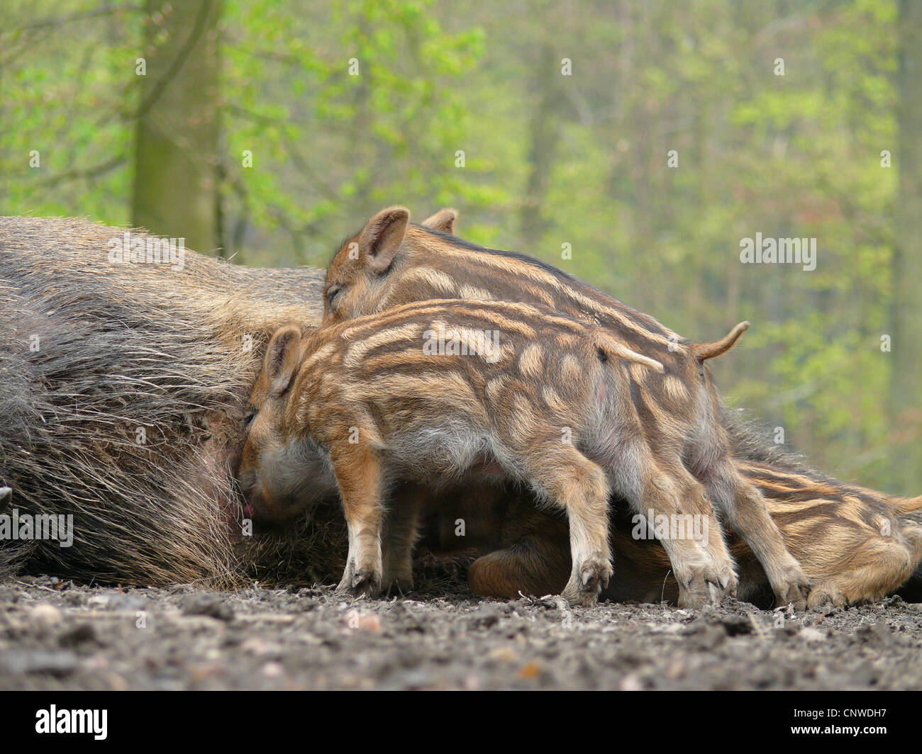 Le sanglier, le porc, le sanglier (Sus scrofa), suckling piglets, Allemagne Banque D'Images