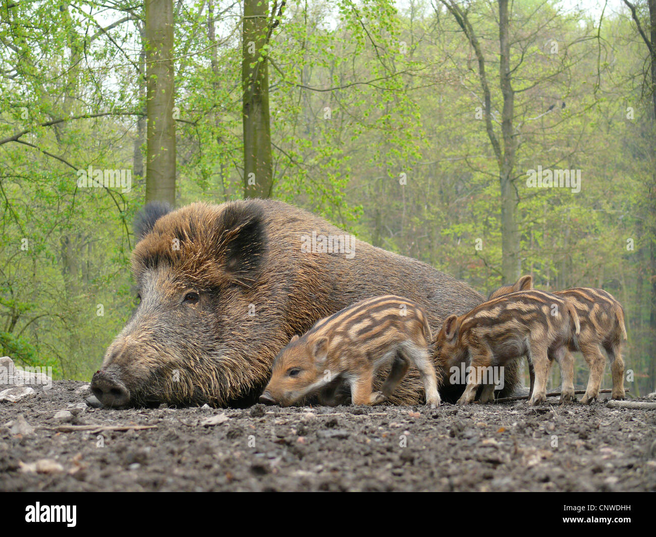 Le sanglier, le porc, le sanglier (Sus scrofa), les porcelets affamés mère prient à téter, Allemagne Banque D'Images