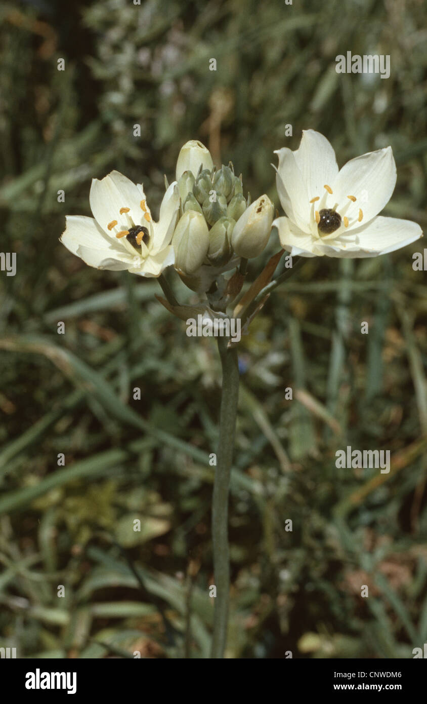 Arabian star-de-Bethléem (Ornithogalum arabicum), blooming Banque D'Images