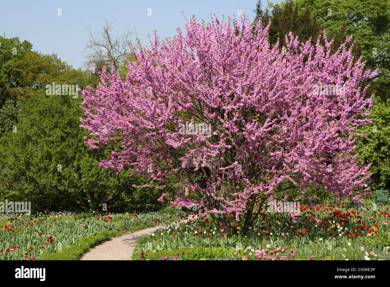 Arbre de Judée (Cercis siliquastrum), dans un parc en fleurs Banque D'Images