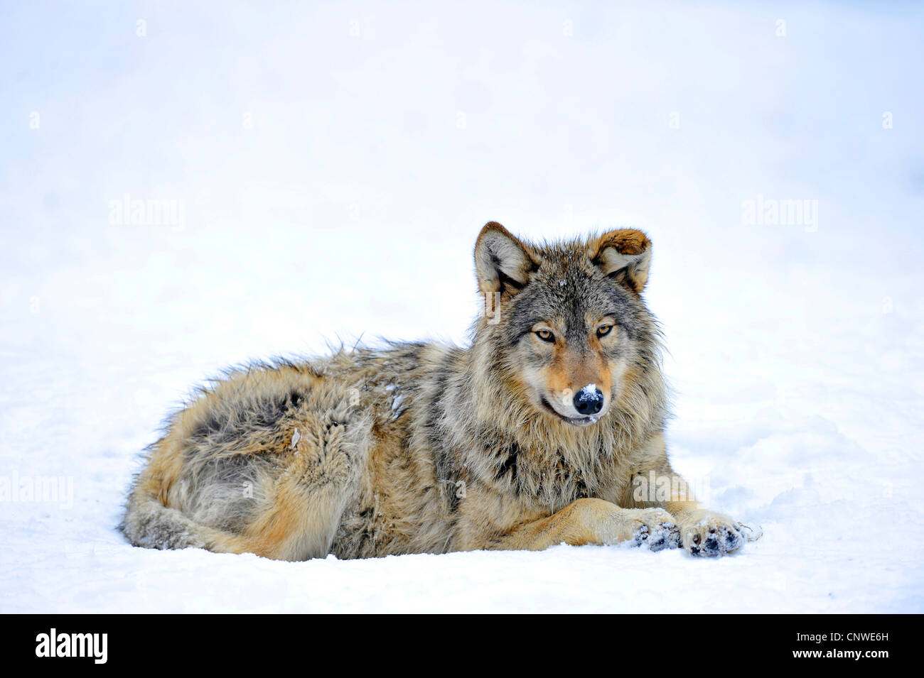 Le loup de la vallée du Mackenzie, Rocky Mountain loup, loup toundra de l'Alaska ou canadien Timber Wolf (Canis lupus occidentalis), pup couchée dans la neige, Canada Banque D'Images