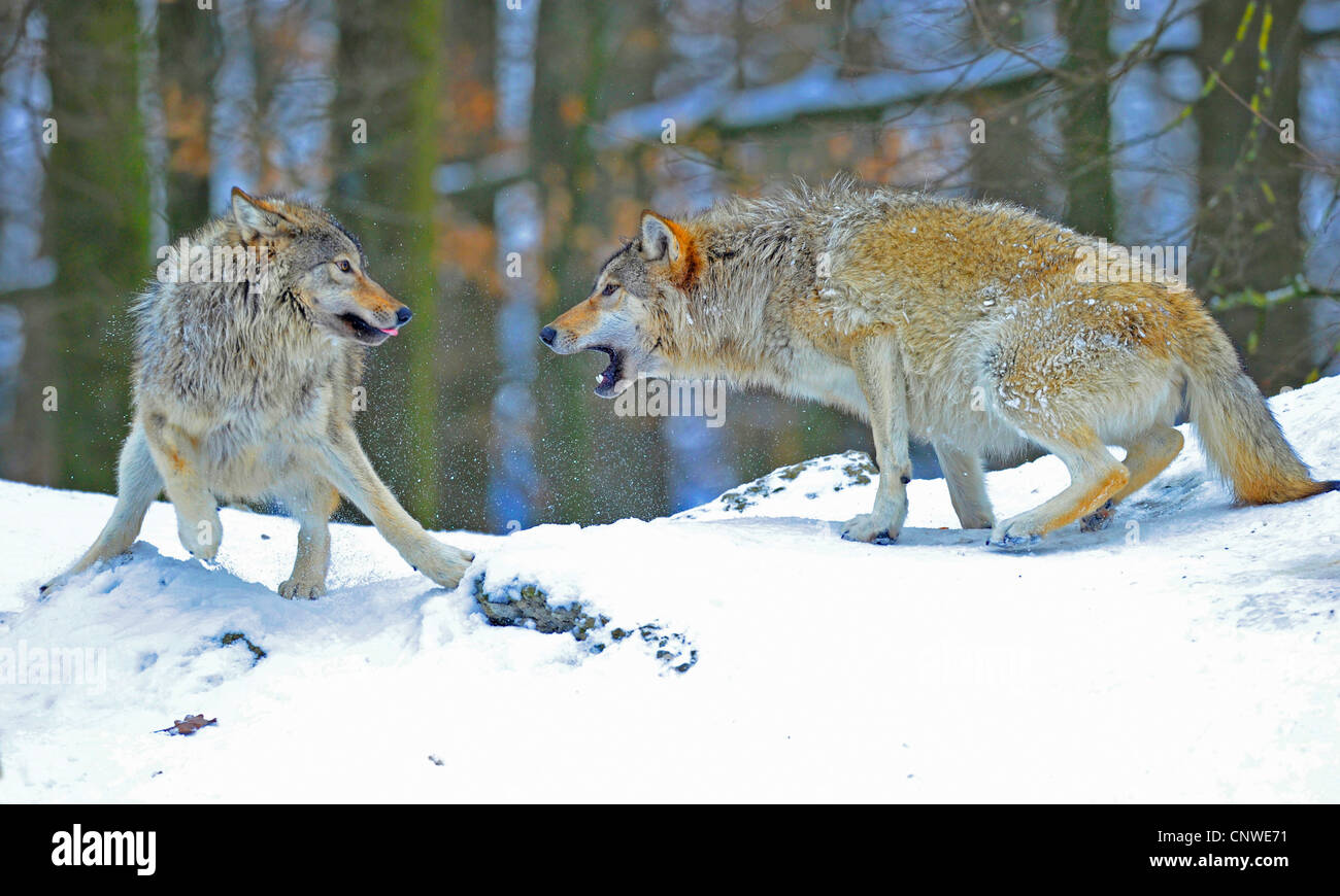 Le loup de la vallée du Mackenzie, Rocky Mountain loup, loup toundra de l'Alaska ou canadien Timber Wolf (Canis lupus occidentalis), pup est gronda par un loup alpha, Canada Banque D'Images