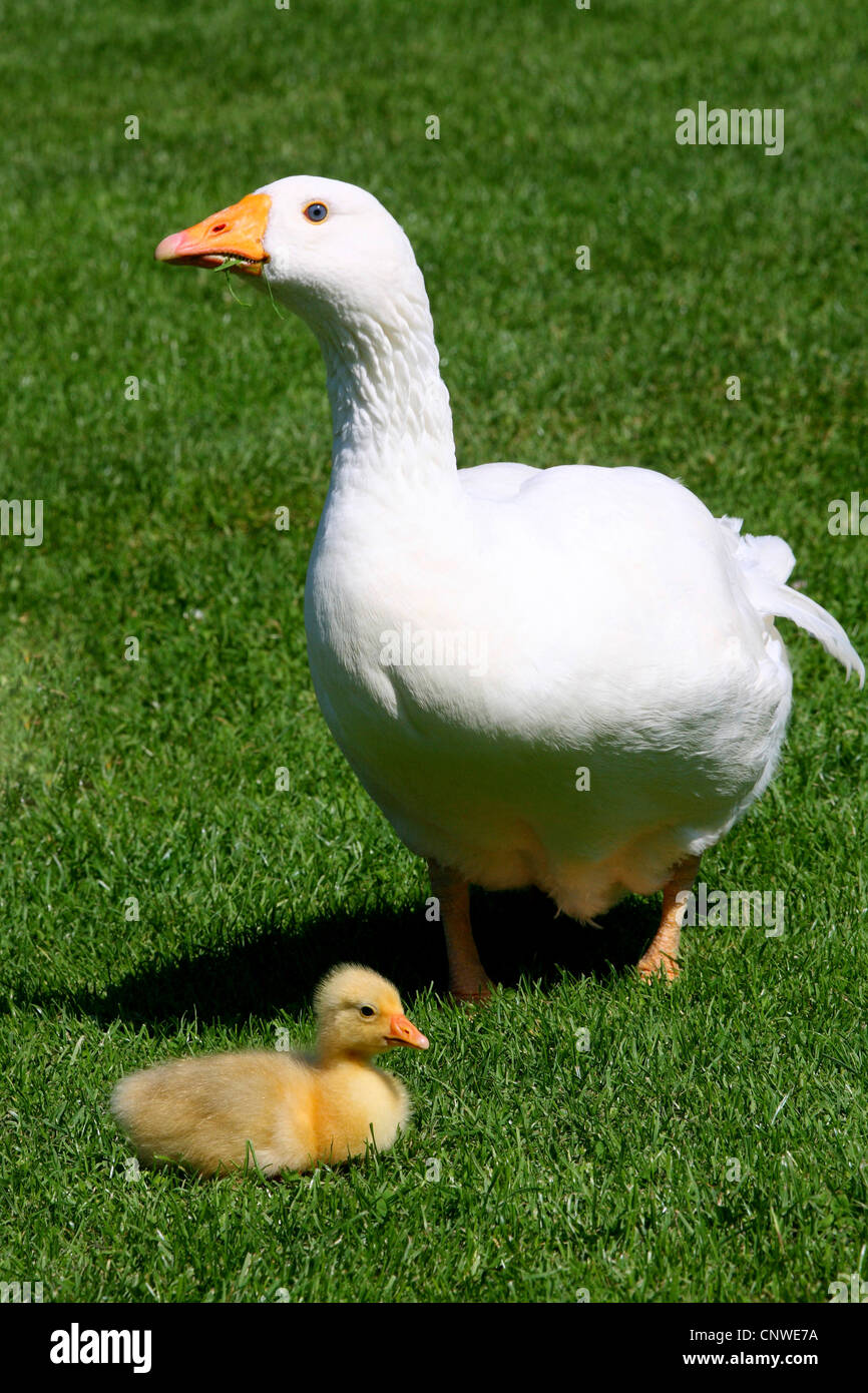 L'oie domestique (Anser anser f. domestica), Diepholzer Hausgans avec chick on lawn Banque D'Images