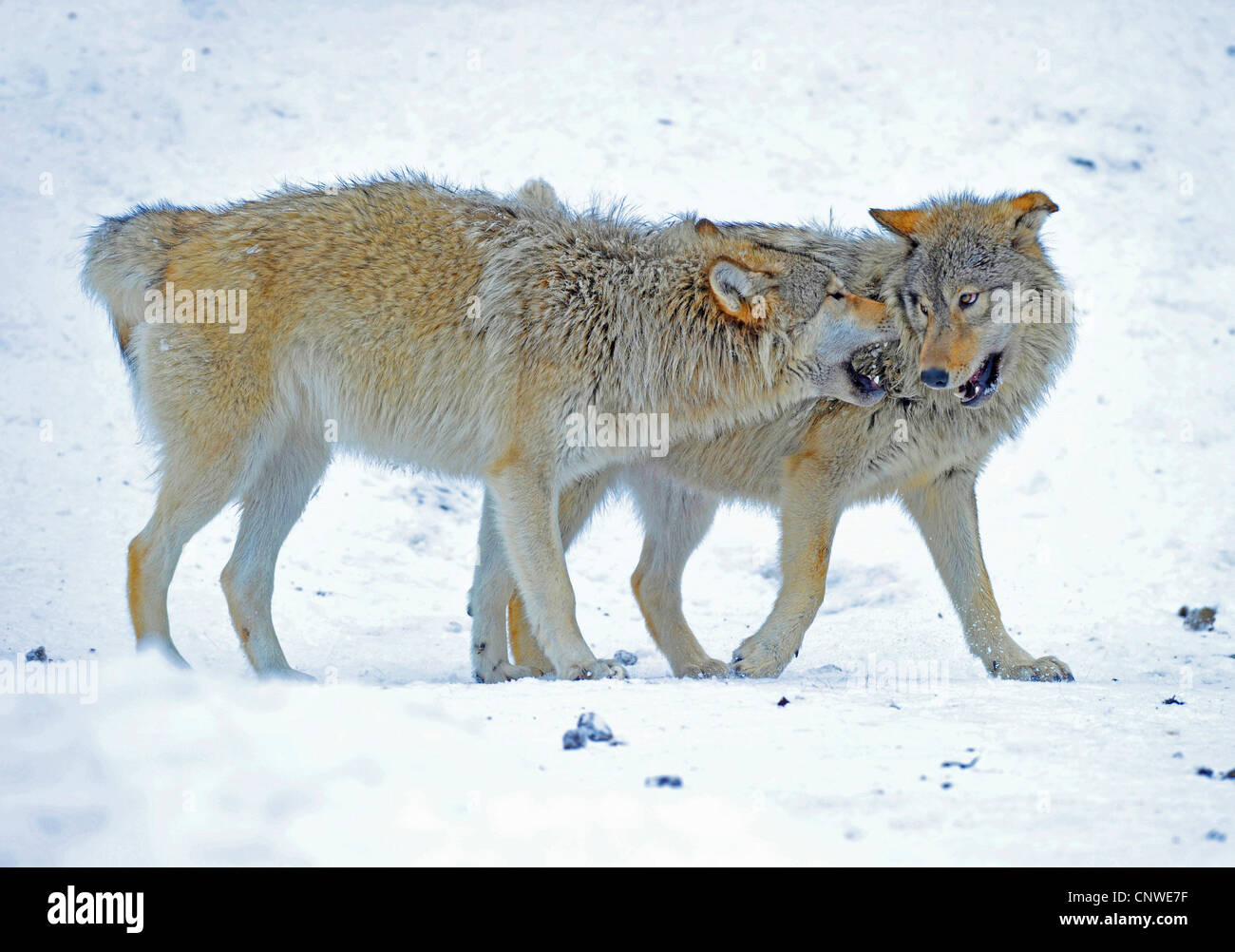 Le loup de la vallée du Mackenzie, Rocky Mountain loup, loup toundra de l'Alaska ou canadien Timber Wolf (Canis lupus occidentalis), pups, Canada romping Banque D'Images