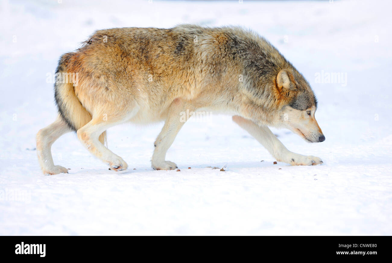 Le loup de la vallée du Mackenzie, Rocky Mountain loup, loup toundra de l'Alaska ou canadien Timber Wolf (Canis lupus occidentalis), le loup de l'humble hiérarchie faible, Canada Banque D'Images
