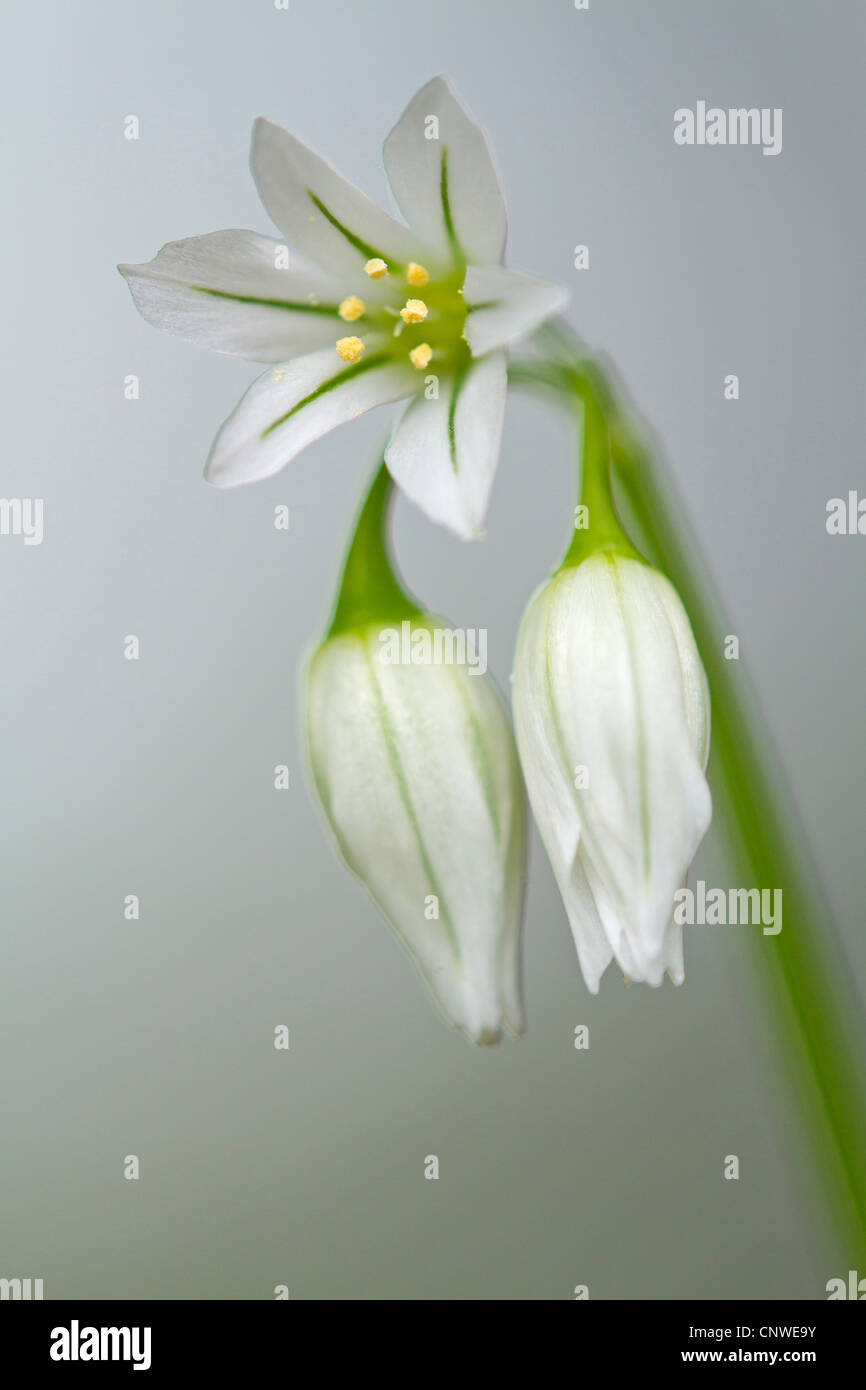 Three-cornered poireau (l'Allium triquetrum), inflorescence, Espagne, Baléares, Majorque Banque D'Images