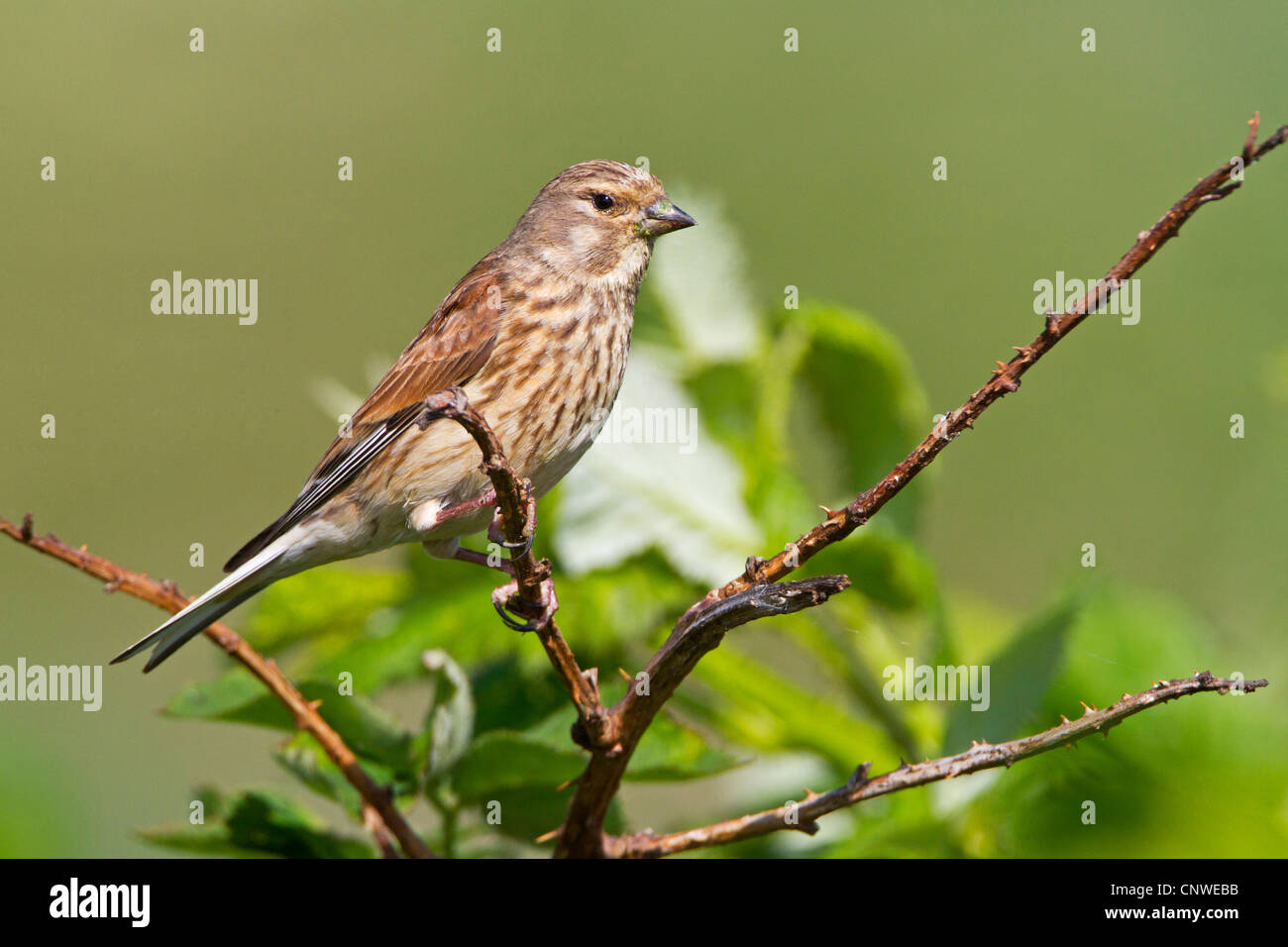 (Carduelis cannabina linnet, Acanthis cannabina), assis sur une branche, l'Allemagne, Rhénanie-Palatinat Banque D'Images