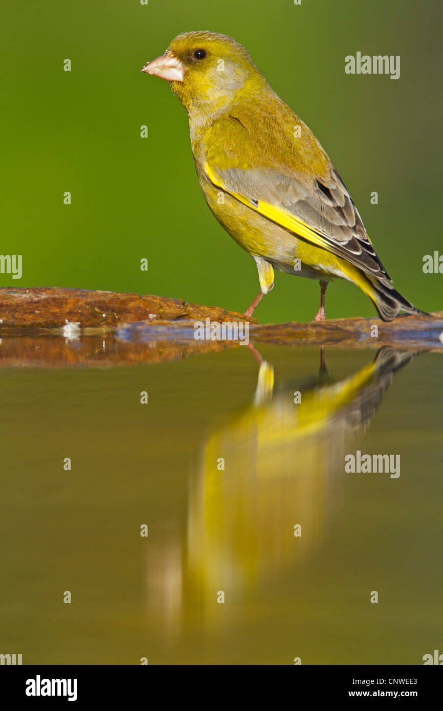 Verdier d'Europe (Carduelis chloris), assis sur la rive d'un lieu d'eau, de l'Allemagne, Rhénanie-Palatinat Banque D'Images