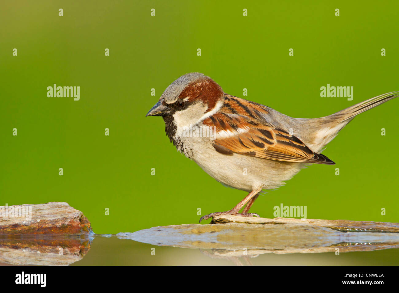 Moineau domestique (Passer domesticus), homme assis au bord de l'eau en pierre d'un lieu, l'Allemagne, Rhénanie-Palatinat Banque D'Images