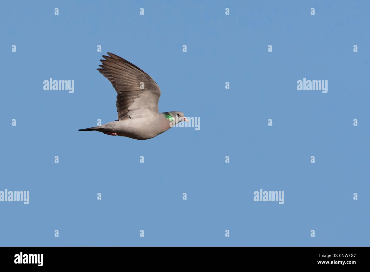 Stock pigeon (Columba oenas), voler, Allemagne, Rhénanie-Palatinat Banque D'Images