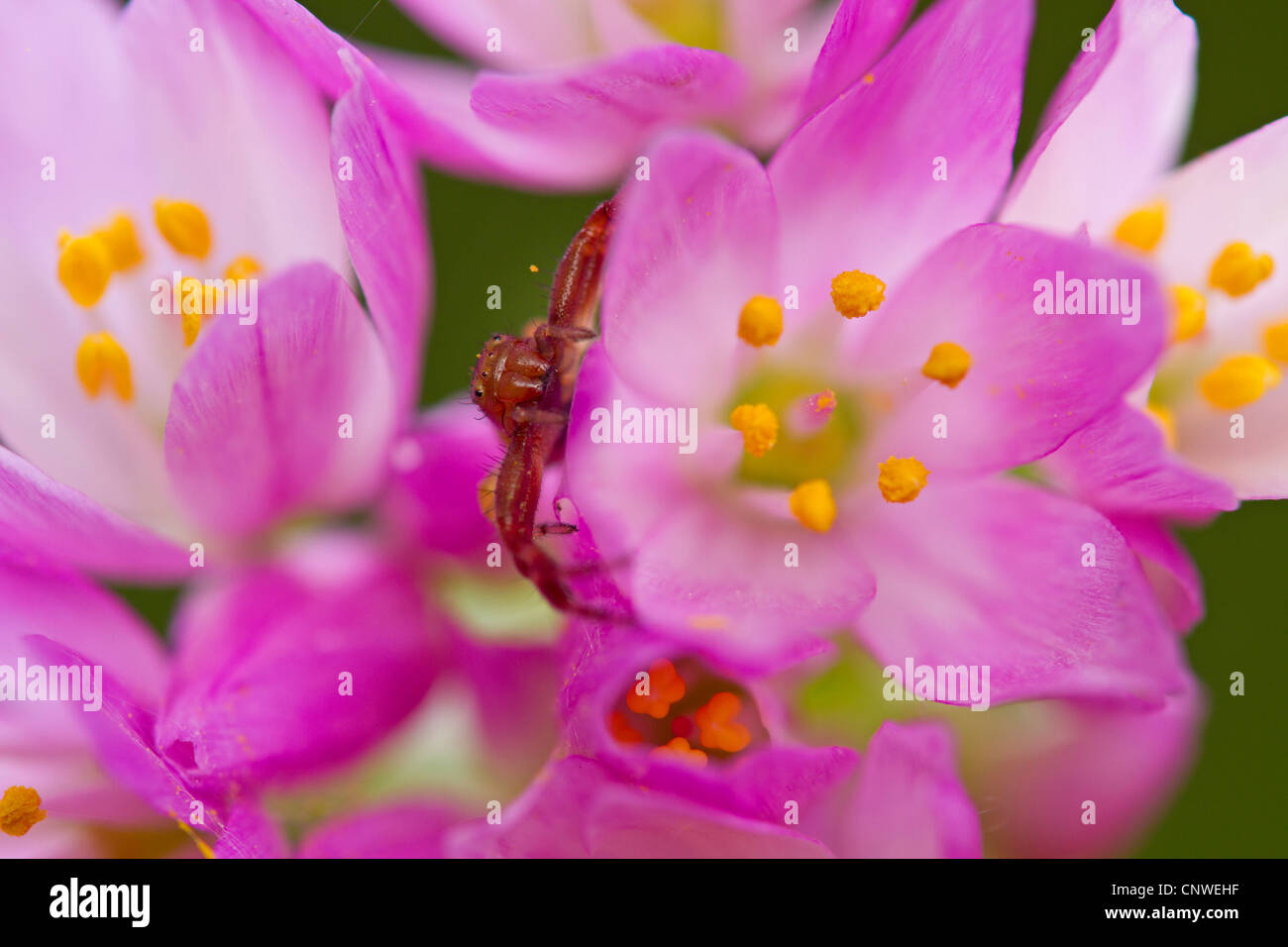 Les araignées crabes (Thomisidae), assis au milieu des fleurs d'allium Banque D'Images