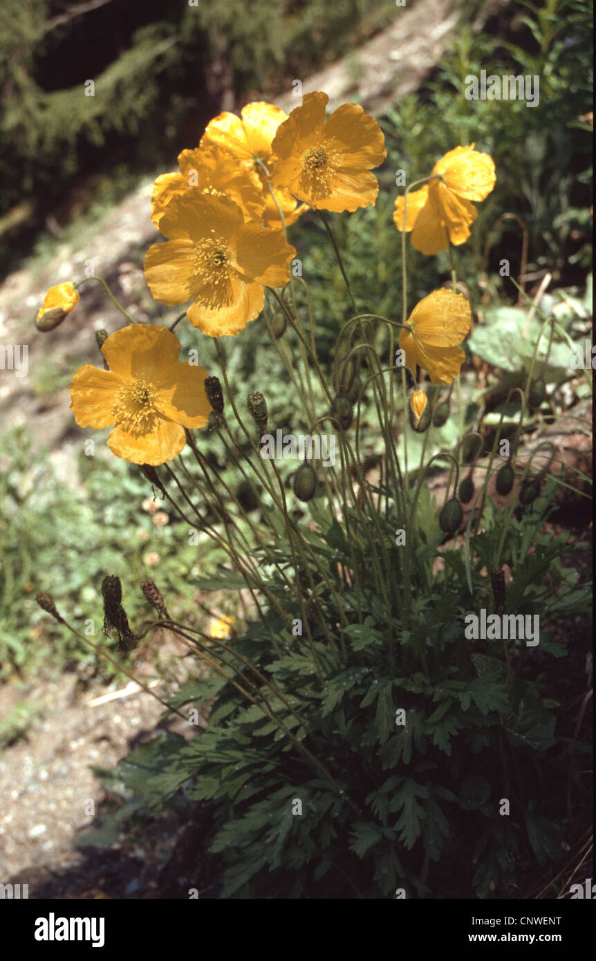 Papaver aurantiacum (Papaver aurantiacum), blooming Banque D'Images