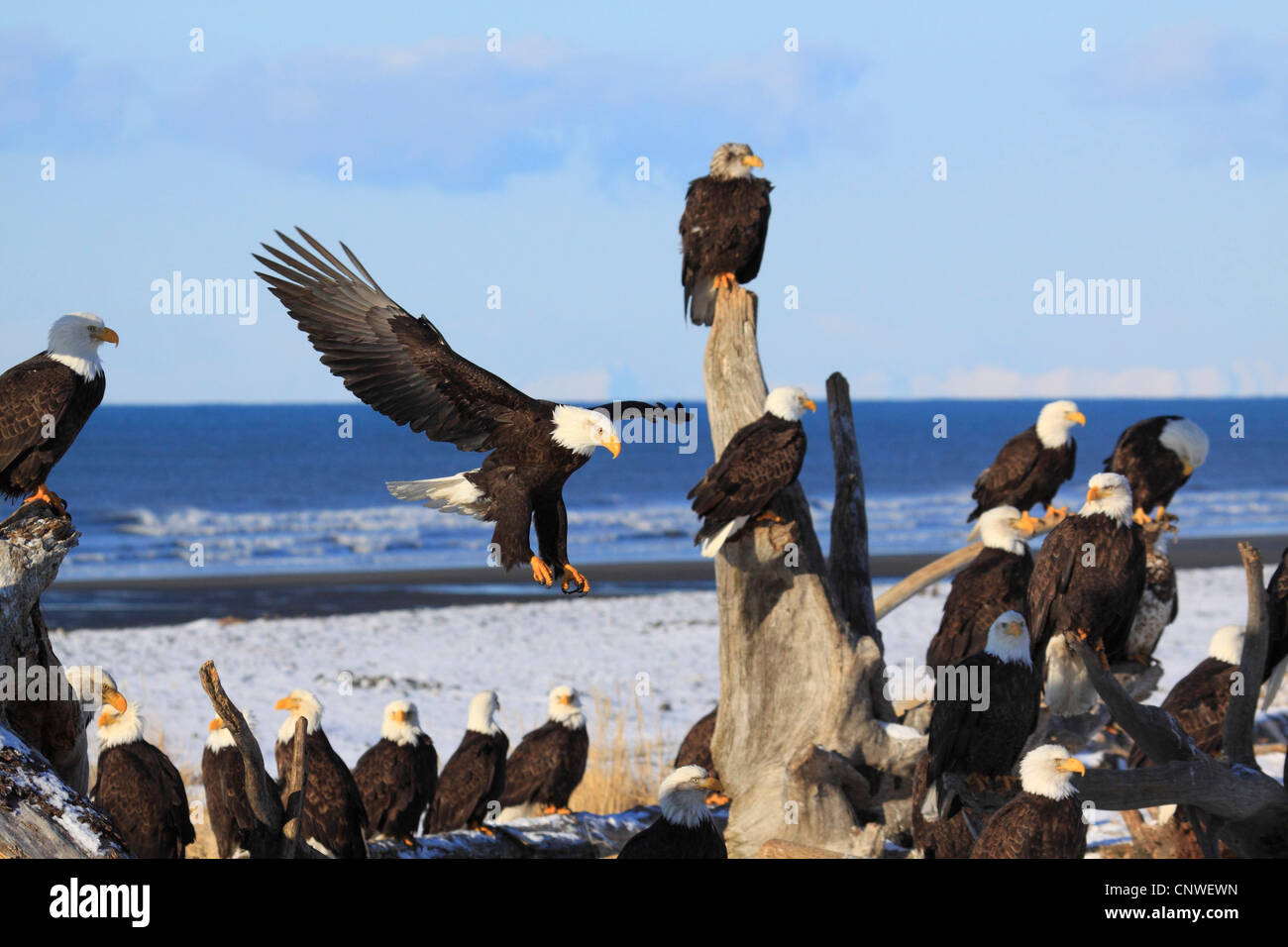 American Bald Eagle (Haliaeetus leucocephalus), il y a beaucoup d'oiseaux sur le bois mort à la plage de sable, USA, Alaska Banque D'Images