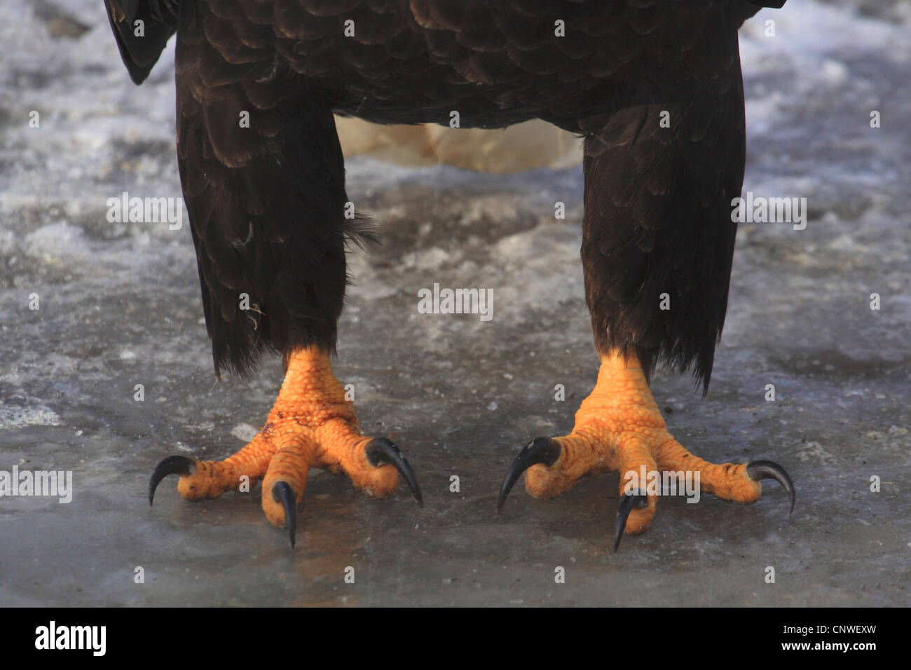 Jambes d'aigle Banque de photographies et d'images à haute résolution -  Alamy