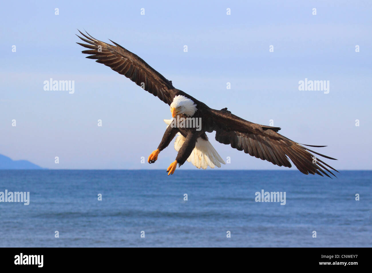 American Bald Eagle (Haliaeetus leucocephalus), voler, USA, Alaska, péninsule de Kenai, Homer Spit Banque D'Images