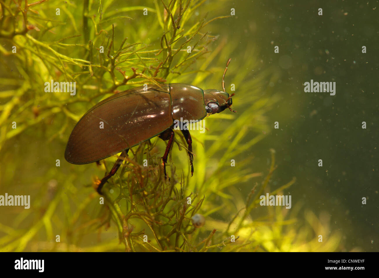 L'eau noire moindre coléoptère, moindre de l'eau d'argent, le moindre argent beetle (Hydrochara caraboides), sur Ceratophyllum Banque D'Images