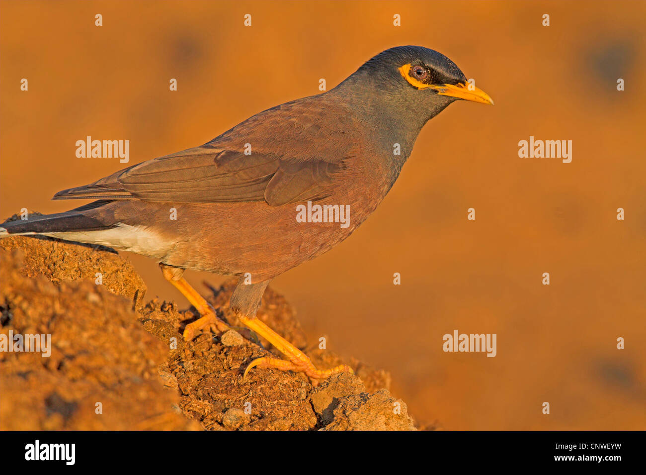 (Acridotheres tristis Mynah commun), assis, Oman Banque D'Images