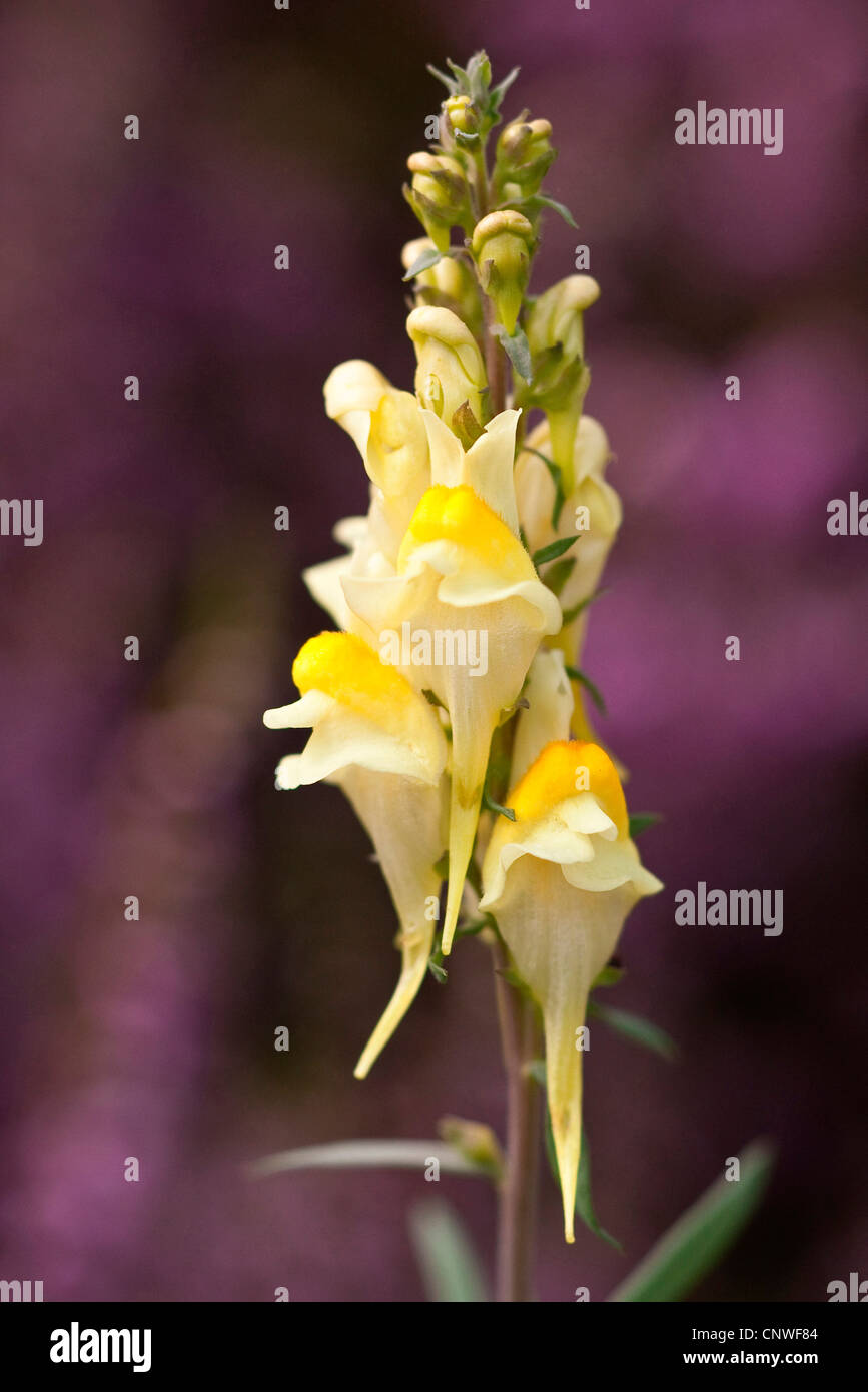 Linaire vulgaire, la linaire jaune, ramsted, le beurre et les oeufs (Linaria vulgaris), l'inflorescence, l'Allemagne, en Rhénanie du Nord-Westphalie, Heideflche Banque D'Images