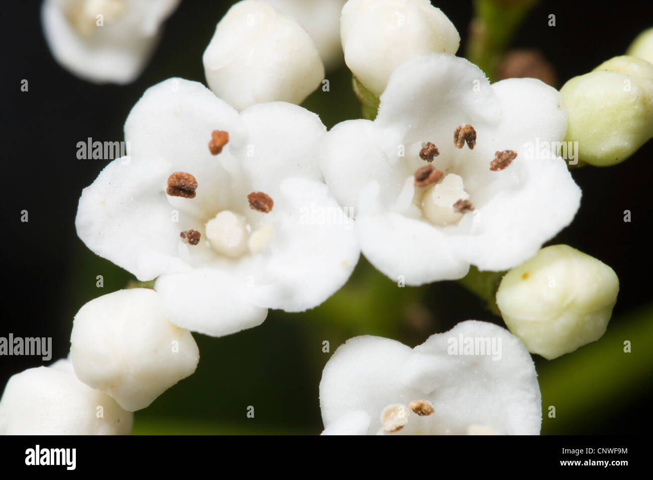 Viburnum tinus fleurs, Close up. Banque D'Images