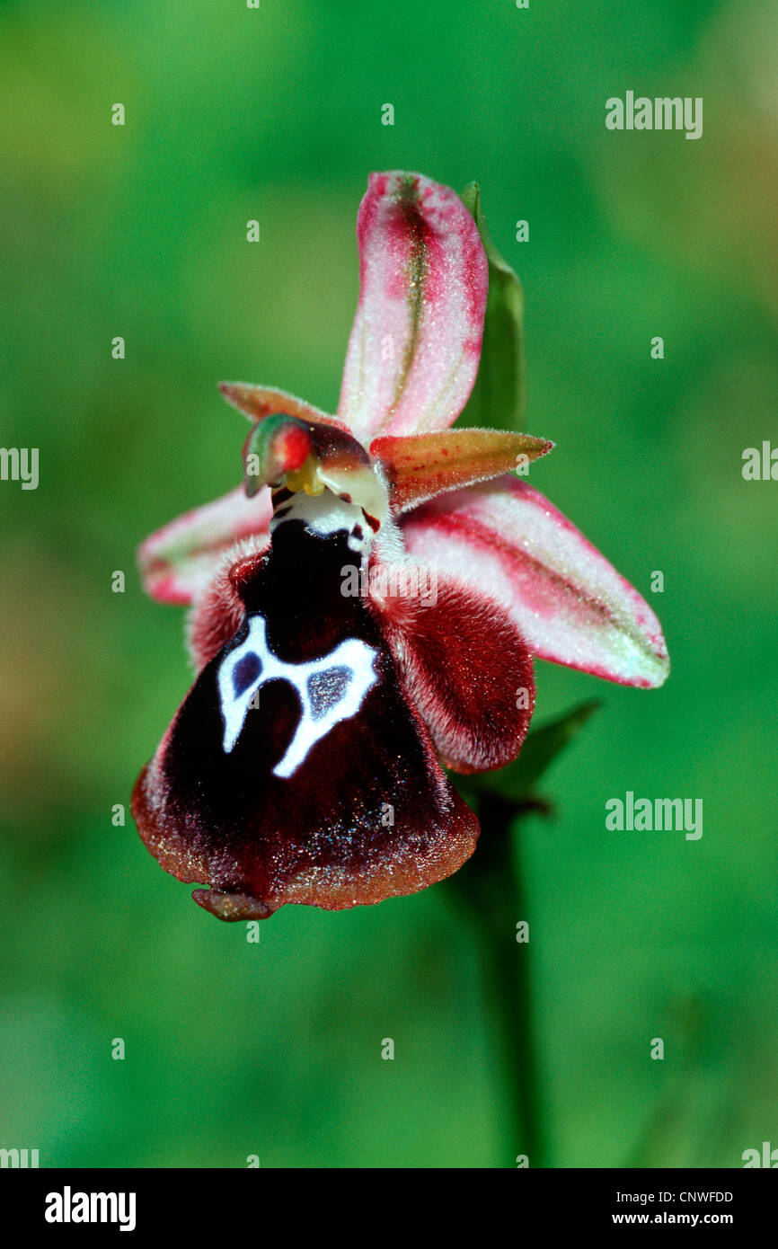 Rheinhold (Ophrys reinholdii ophrys's), fleur, Grèce, Rhodes Banque D'Images