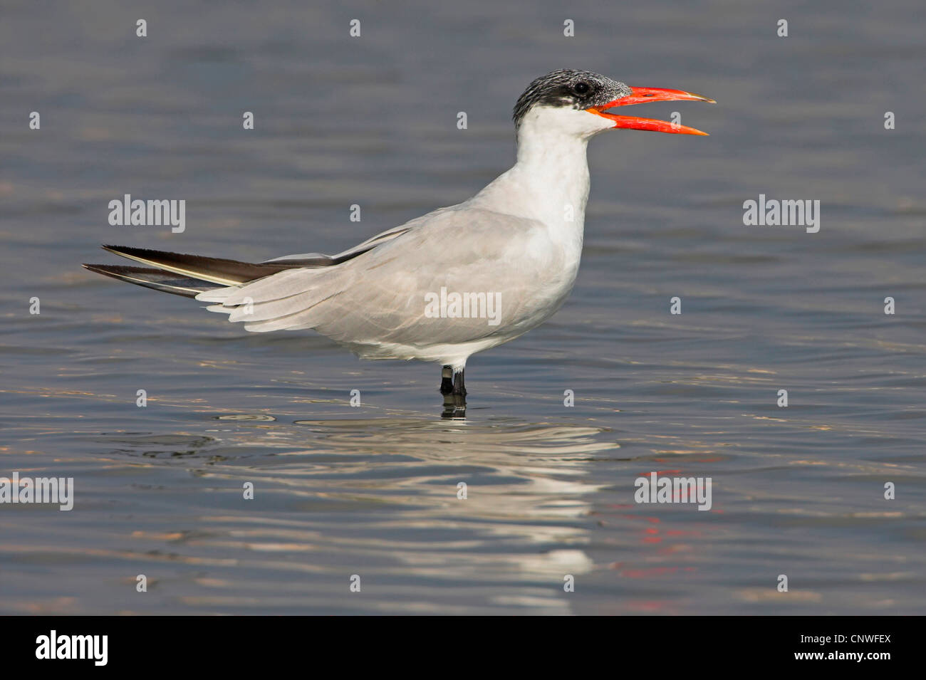 La sterne caspienne (Sterna caspia, Hydroprogne caspia), debout dans l'eau peu profonde d'appeler, Oman Banque D'Images