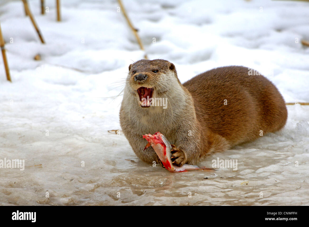 La loutre d'Europe, loutre d'Europe, la loutre (Lutra lutra), homme de nourrir un poisson traqués, Pologne Banque D'Images