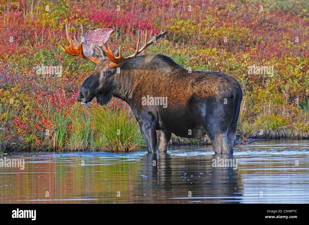 La toundra de l'Alaska, l'orignal l'orignal, le Yukon de l'orignal (Alces alces gigas), homme qui se nourrissent de l'herbe dans le sol d'un étang, USA, Alaska, Denali Nationalpark Banque D'Images