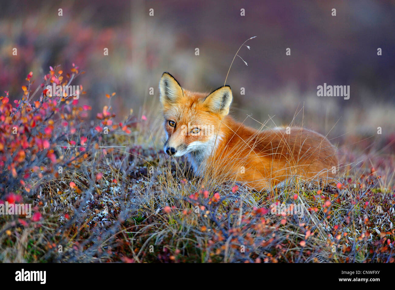 Renarde Rou Renard renard roux denali parc national vulpes vulpes Banque de ...