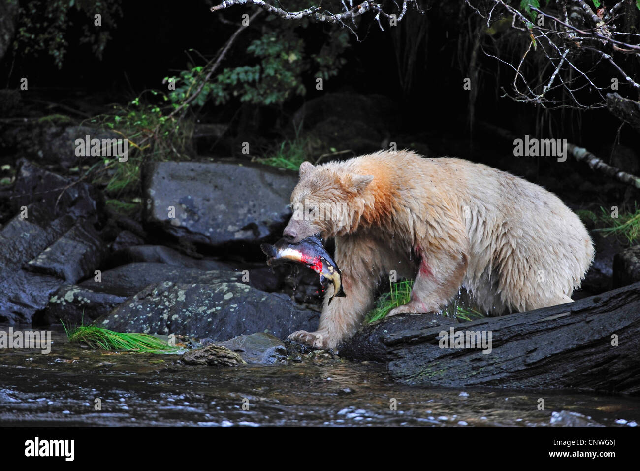 Spirit Bear, l'ours Kermode (Ursus americanus kermodei), la capture de poissons sur Riverside, Canada, Colombie-Britannique Banque D'Images