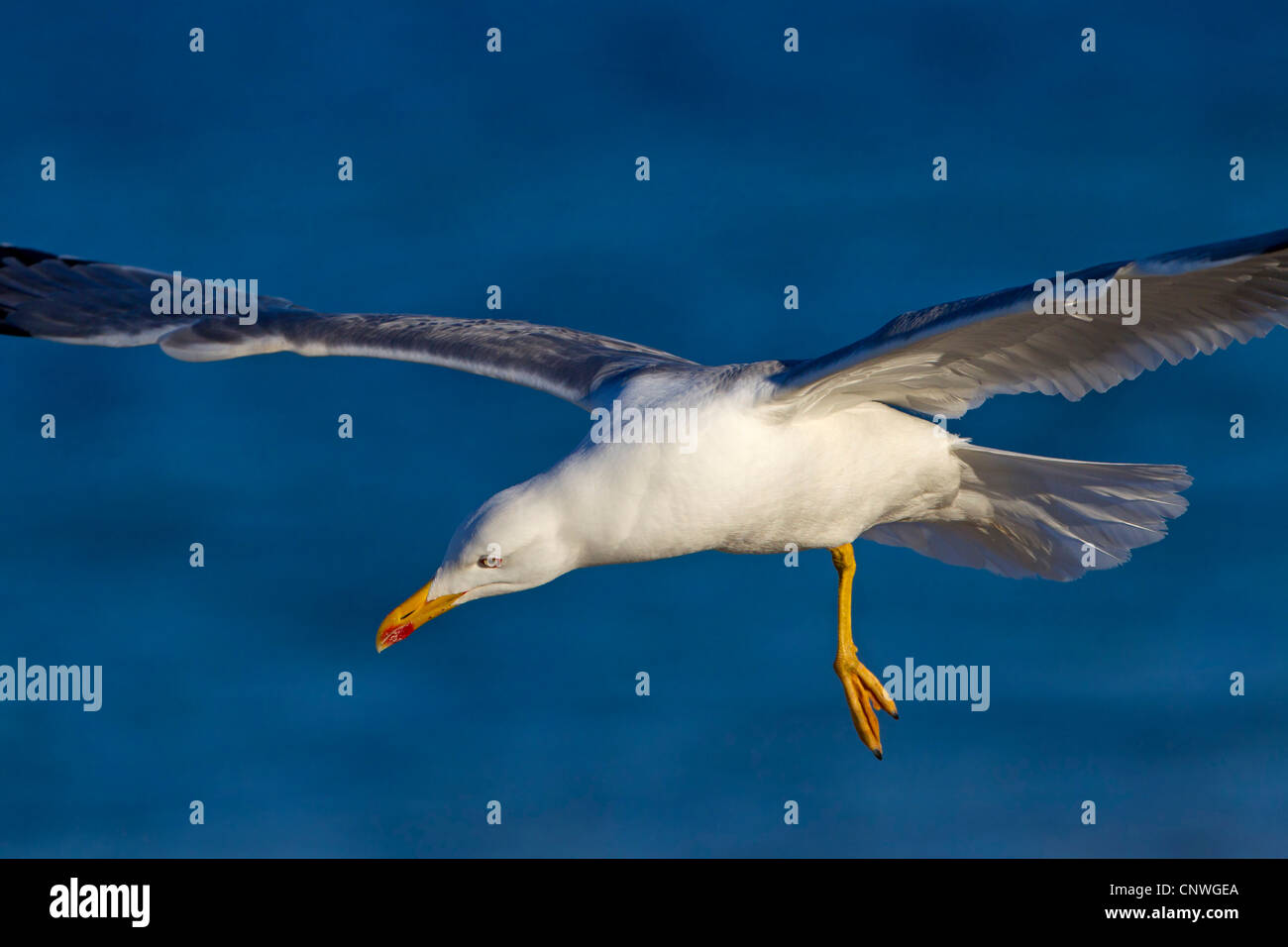 Yellow-legged Gull (Larus michahellis, Larus cachinnans michahellis), voler, Espagne, Baléares, Majorque Banque D'Images